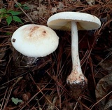 Amanita daucipes image