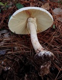 Amanita daucipes image