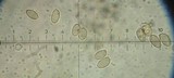 Hebeloma mesophaeum image