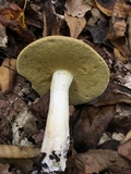 Boletus gertrudiae image
