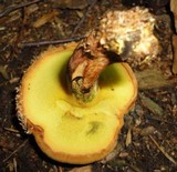 Buchwaldoboletus lignicola image