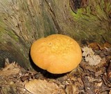 Buchwaldoboletus lignicola image