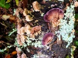 Trichaptum abietinum image