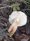 Xanthoconium purpureum image