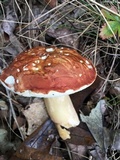 Xanthoconium purpureum image