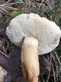 Xanthoconium purpureum image