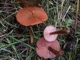Laccaria bicolor image