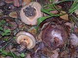 Paxillus involutus image