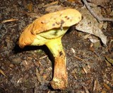 Buchwaldoboletus lignicola image