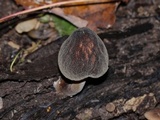 Pluteus granularis image