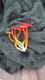 Hygrocybe miniata image