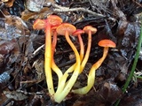 Hygrocybe miniata image