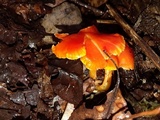 Hygrocybe miniata image
