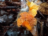 Hygrocybe miniata image