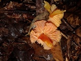 Hygrocybe miniata image