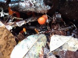 Hygrocybe miniata image