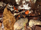 Hygrocybe miniata image