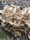 Grifola frondosa image