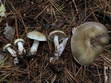 Tricholoma saponaceum image