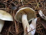 Tricholoma saponaceum image