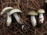 Tricholoma saponaceum image