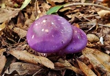 Cortinarius iodes image