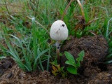 Panaeolus semiovatus image