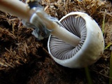 Panaeolus semiovatus image