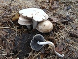 Panaeolus cinctulus image