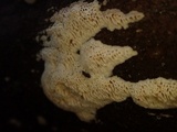 Anomoporia bombycina image