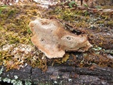 Anthoporia albobrunnea image