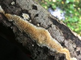 Flavidoporia mellita image