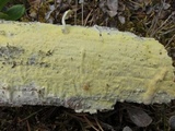 Antrodia xantha image