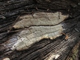 Antrodia xantha image