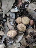 Scleroderma verrucosum image