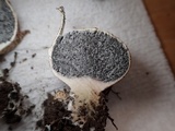 Scleroderma verrucosum image