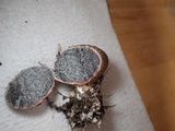 Scleroderma verrucosum image