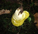 Hypomyces luteovirens image