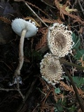 Lepiota cortinarius image