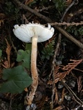 Lepiota cortinarius image