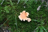 Cantharellus velutinus image