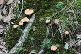 Cantharellus velutinus image