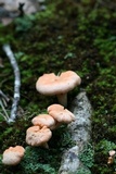 Cantharellus velutinus image