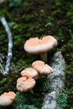 Cantharellus velutinus image