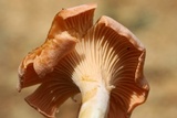 Cantharellus velutinus image