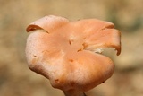 Cantharellus velutinus image