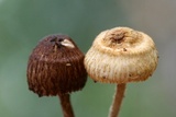 Crinipellis zonata image