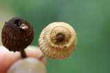 Crinipellis zonata image