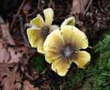 Tricholoma sejunctum image