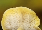 Tricholoma sejunctum image